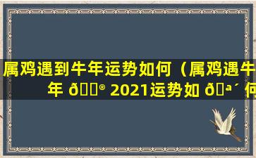 属鸡遇到牛年运势如何（属鸡遇牛年 💮 2021运势如 🪴 何）